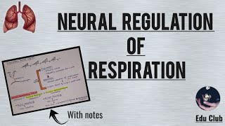 Neural Regulation Of Respiration  Respiratory Physiology [upl. by Ibbie]