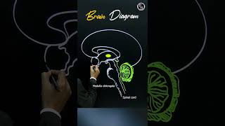 Want to Understand Your Brain Better Watch This Now pwenglish science biology [upl. by Nereil]