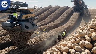 Harvesting MILLIONS Of Tons Of PEANUTS To Make Delicious Peanut Butter [upl. by Ardnal]