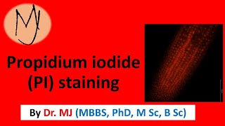 Propidium iodide PI staining Arabidopsis stress ROS roots research DoctorTutors [upl. by Atila891]