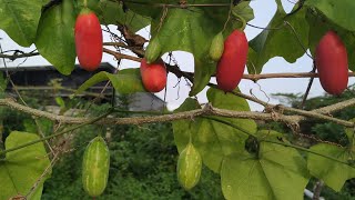 Coccinia grandis  eating raw ivy gourd ripe and unripe in Yogyakarta [upl. by Ennayar]