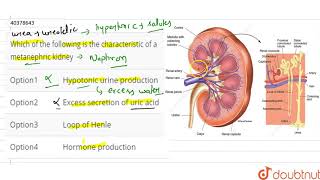 Which of the following is the characteristic of a metanephric kidney [upl. by Letney]