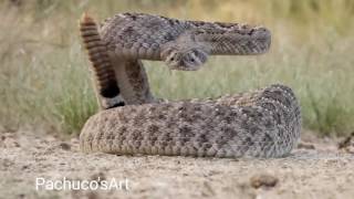 Western Diamondback Rattlesnake ready to strike [upl. by Enylhsa]