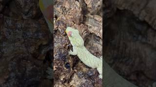 Eurydactylodes Veillardi 🦎 geckos reptiles snakes lizards small nano setup howto wildlife [upl. by Enajaras]