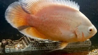 Albino Oscar Cichlid [upl. by Asyar186]