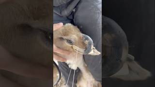 Bakra ka Singh cutting karne ka Asan Tarika shorts viralvideo singh tanweer goatfarm [upl. by Martinez]