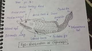 Origin  evolution general Organisation and affinities of ostracoderms  MSc zoology 3rd sem notes [upl. by Delila610]