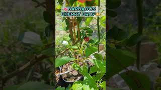 🍒Barbados cherry crop Finally I enjoy my acerola berries acerola barbadoscherry [upl. by Ashti]