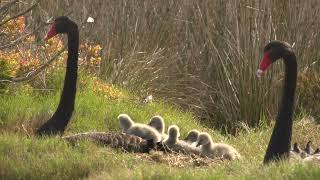 Gippsland Lakes Ramsar Site [upl. by Gerita]