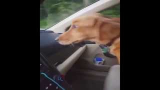 Dog Poops On Owner While She Is Driving [upl. by Jerad]