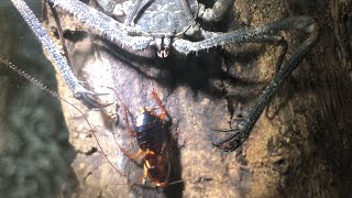 Tailess Whip Scorpion  Feeding [upl. by Petronille]