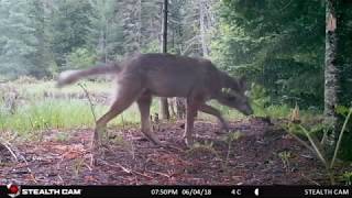 Algonquin Park Trail Cam Footage 2018 [upl. by Gaves670]