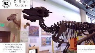 Pachycephalosaurus and Thescelosaurus teeth at the Rocky Mountain Dinosaur Resource Center [upl. by Soraya]