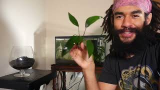 Scape With Me 10 Gallon Neon Tetra and Anubias Planted Aquarium Setup [upl. by Abie]