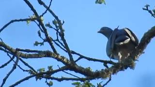 Pigeon ramier qui roucoule [upl. by Ario]