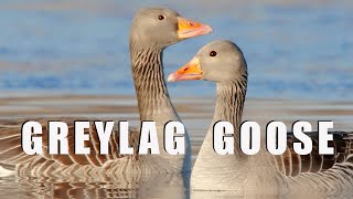 GREYLAG GOOSE birds during breeding season [upl. by Ehlke]