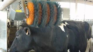 EBrush Cow Brush  Spazzola per bovine  Spazzole per bovini  Parte01 [upl. by Yrruc]