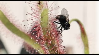 Drosera Capensis VS Fly [upl. by Enoved]