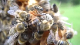 Neue Königin schlüpft und die Alte tutet bienen imker queen [upl. by Alam750]