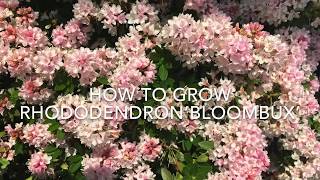 How to Grow Rhododendron ‘Bloombux’ Growing Rhododendrons [upl. by Attennyl]