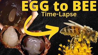 Incredible EGG to BEE Transformation TimeLapse [upl. by Derag]