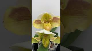 Paphiopedilum Ivory tower [upl. by Eceinaj736]