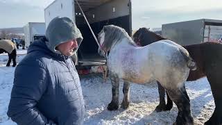 TÂRGUL DE CAI DE LA SOLCA 14012024🇷🇴JOKER CAI🇷🇴ROMANIA HORSE [upl. by Myriam852]