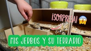 Mis JERBOS y su TERRARIO eran dos y  DIY GERBIL 🐹 [upl. by Mcnair]