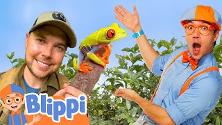 Blippi Explores the Rainforest with Brave Wilderness BraveWilderness  Educational Videos for Kids [upl. by Pearl219]