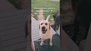 funny Dog compilation pt35 amazingpets dog funnypuppy petvideos funny funnypets puppyvideos [upl. by Bryn]