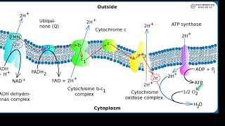 Oxidase Test [upl. by Vicki]