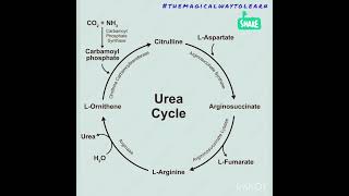 Urea Cycle Ornithine Cycle themagicalwaytolearn [upl. by Fabrienne]