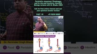 Peristaltic Movement in Esophagus biology shorts mbbs boardexams [upl. by Adnilg583]