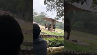 Hathi mere sathi zoology park Delhi [upl. by Patterman]