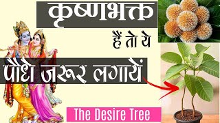 जहाँ कदम्ब तहाँ श्री कृष्ण विराजे Plant Keli kadamba the Auspicious desire tree Lord Krishna loves [upl. by Carmelo]