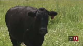 Video HOLY COW Car thief corralled by cows while running from Sanford officers police say [upl. by Tommie]