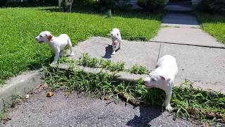 July 25 2019 ALL WHITE PITBULL PUPPIES 4 SALE [upl. by Fabian955]