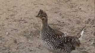 sharp tailed grouse [upl. by Neeliak58]