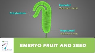 EMBRYO FRUIT AND SEED [upl. by Claude]