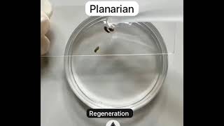 Planarian Regeneration real time live [upl. by Calvinna]