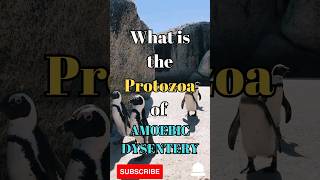 What is the protozoa of Amoebic Dysentery shorts facts biology [upl. by Onin]