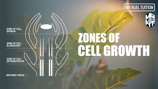 Zones of Cell Growth  Meristematic Tissue and Growth [upl. by Annaehs]