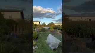 Uk allotments ukgrower [upl. by Attela]