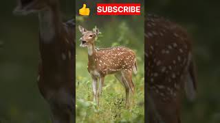 Deer  Deer Sounds  shorts viral trending deer [upl. by Ecaidnac]