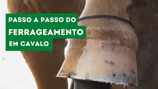 Ferrageamento em Cavalo  Passo a Passo Técnico  Veterinária Consciente [upl. by Anaihs]