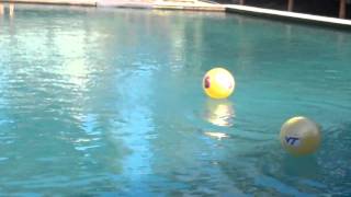 See who Flipper the Dolphin thinks will win the 2011 Discover Orange Bowl [upl. by Peck]