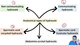 pediatric Hydrocele ultrasound  DrMohamed Soliman [upl. by Marsh]