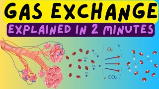 Biology Help The Respiratory System  Gas Exchange In The Alveoli Explained In 2 Minutes [upl. by Amadas975]