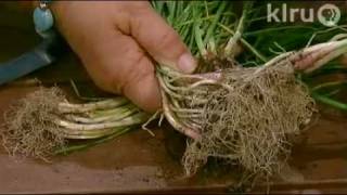 Trisha plants alliums Central Texas Gardener [upl. by Aniras]