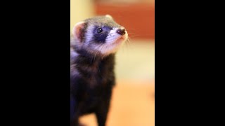 happy ferret dance [upl. by Thordia]